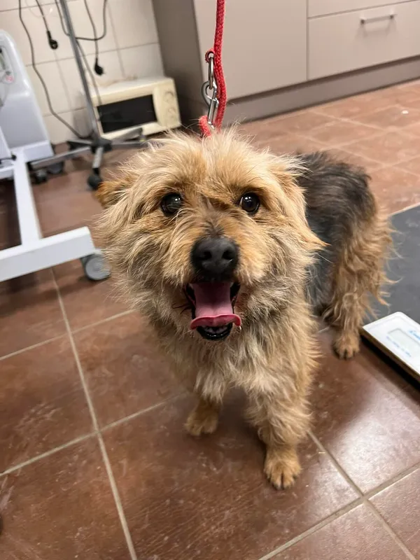 Pies do adopcji, Zielona Góra, 20 lutego 2024