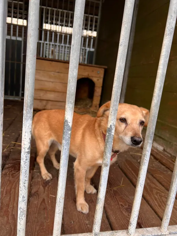 Pies do adopcji, Zielona Góra, 20 lutego 2024