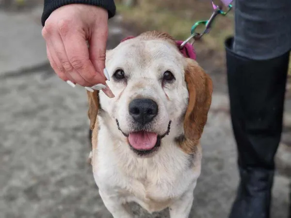 Pies do adopcji, Żywiec, 20 lutego 2024 (2/5)