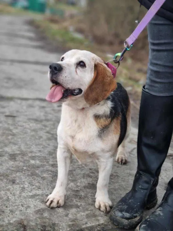 Pies do adopcji, Żywiec, 20 lutego 2024 (5/5)