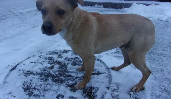 Pies do adopcji, Brodnica, 21 lutego 2024