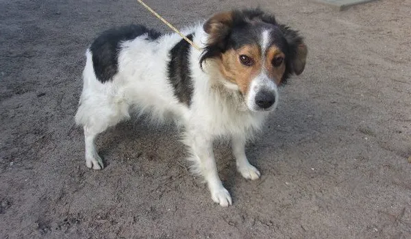 Pies do adopcji, Brodnica, 21 lutego 2024