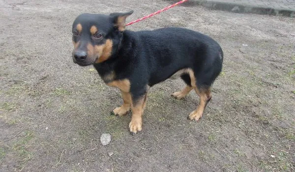 Pies do adopcji, Brodnica, 21 lutego 2024