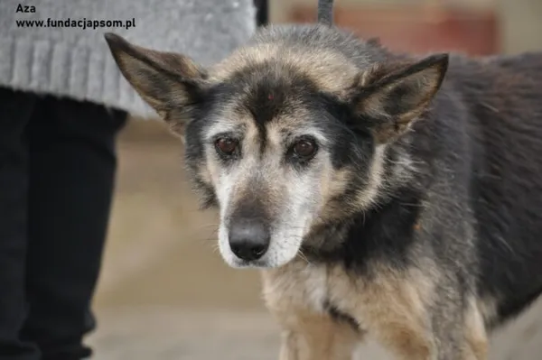 Pies do adopcji, Nowy Dwór Mazowiecki, 21 lutego 2024 (1/4)