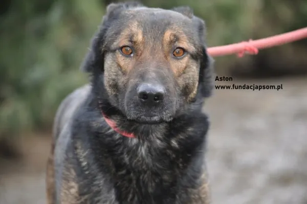 Pies do adopcji, Nowy Dwór Mazowiecki, 21 lutego 2024 (1/5)