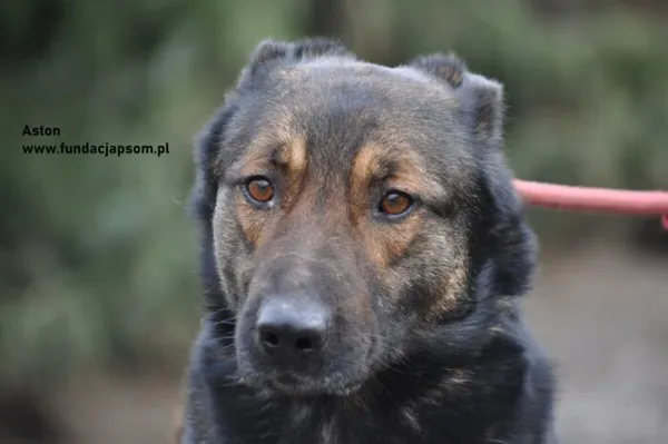 Pies do adopcji, Nowy Dwór Mazowiecki, 21 lutego 2024 (5/5)