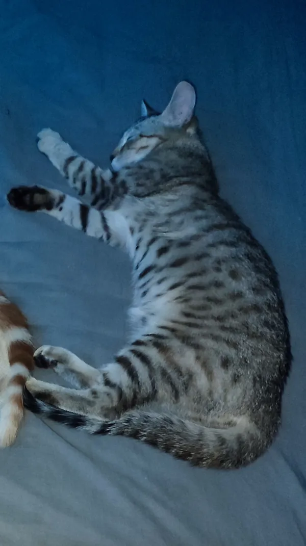 Zaginął kot, Niegowonice, 21 lutego 2024 (3/5)