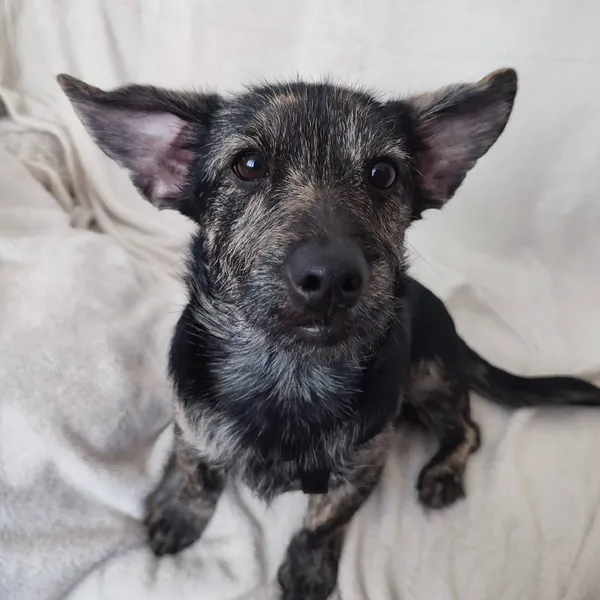 Pies do adopcji, Pionki, 21 lutego 2024 (1/4)