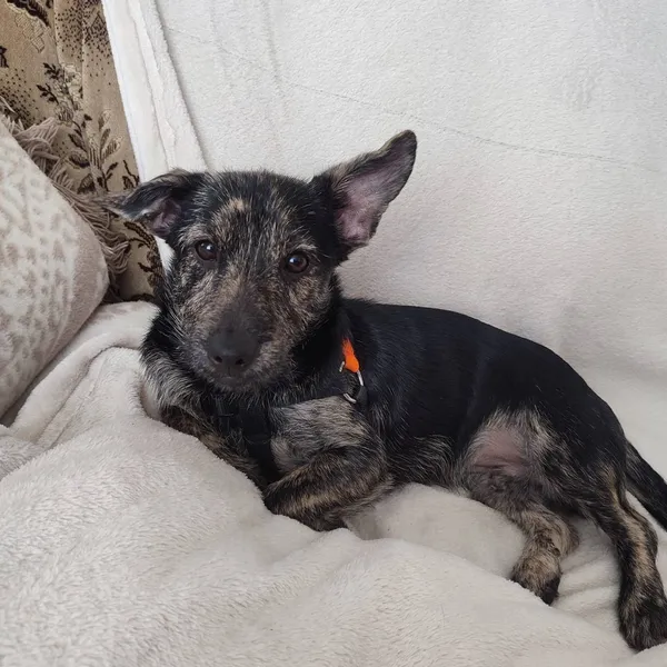 Pies do adopcji, Pionki, 21 lutego 2024 (2/4)