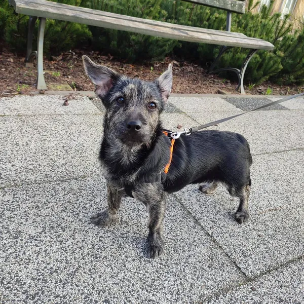 Pies do adopcji, Pionki, 21 lutego 2024 (3/4)