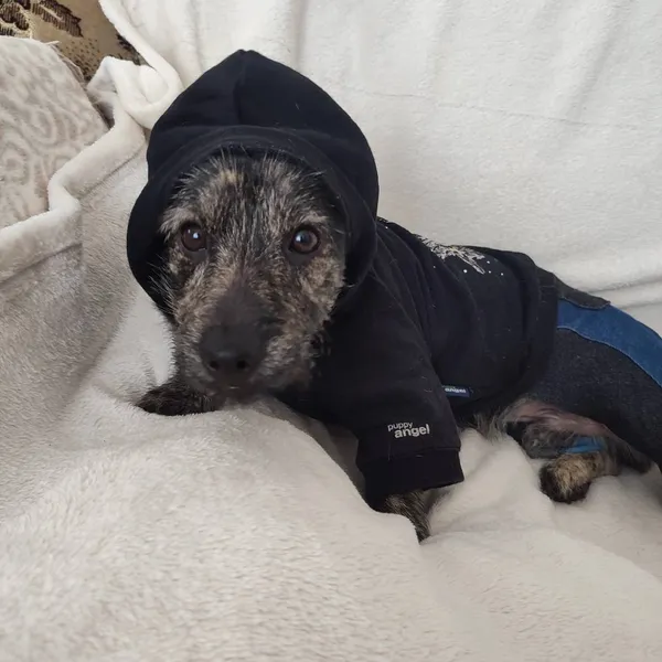 Pies do adopcji, Pionki, 21 lutego 2024 (4/4)