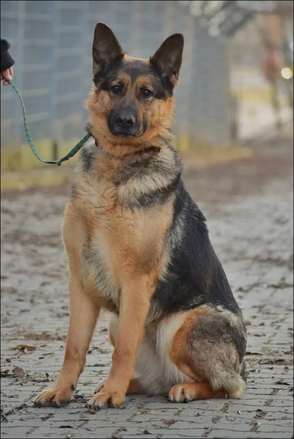 Znaleziono psa, Grudziądz, 11 października 2023