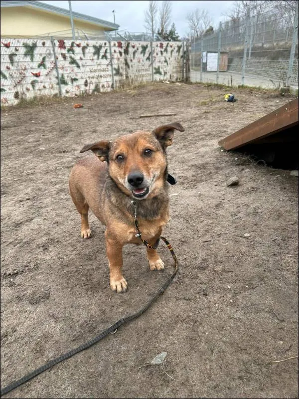 Znaleziono psa, Grudziądz, 22 listopada 2023