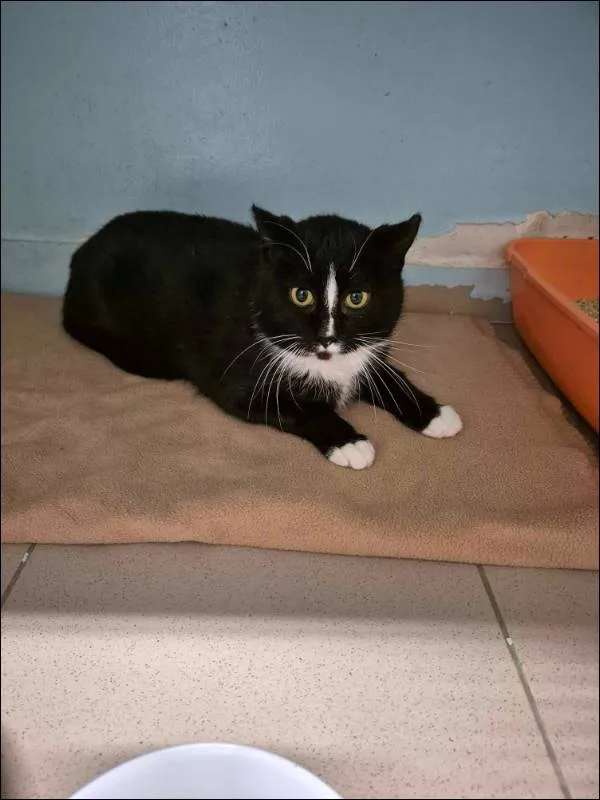 Znaleziono kota, Grudziądz, 14 lutego 2024