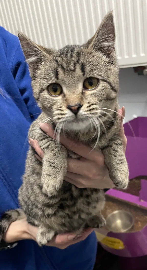 Znaleziono kota, Lublin, 16 lutego 2024