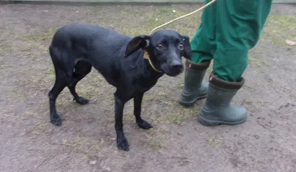 Pies do adopcji, Brodnica, 21 lutego 2024