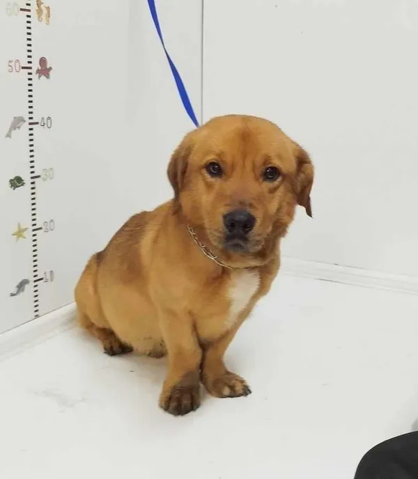 Pies do adopcji, Bytom, 21 lutego 2024