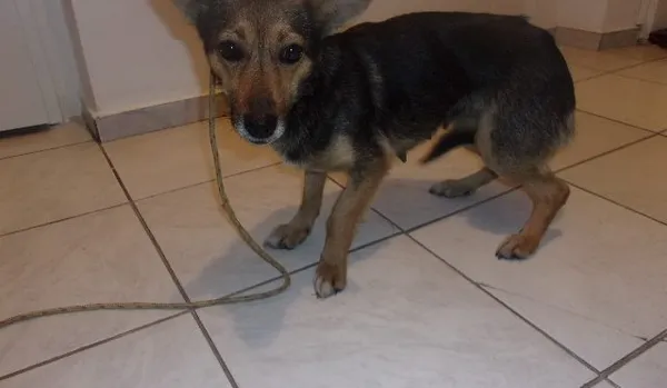 Pies do adopcji, Brodnica, 21 lutego 2024