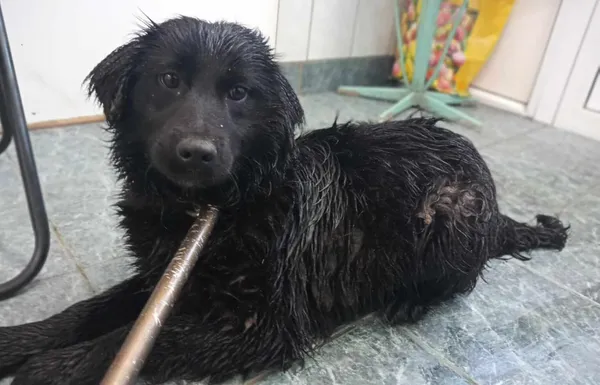 Znaleziono psa, Toruń, 21 lutego 2024