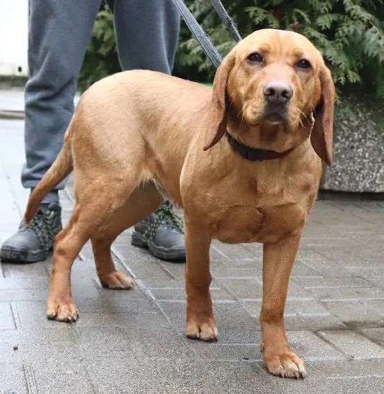 Znaleziono psa, Łódź, 21 lutego 2024 (4/4)