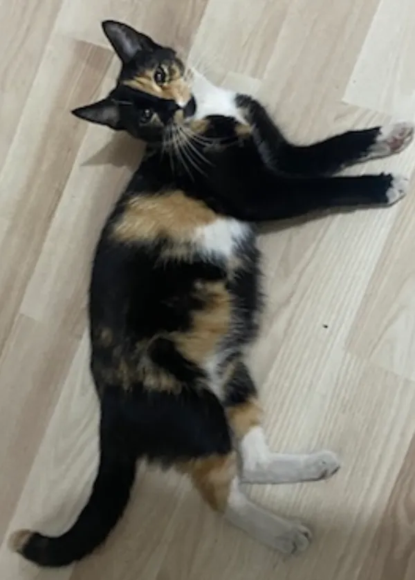 Zaginął kot, Golub-Dobrzyń, 22 lutego 2024 (3/3)