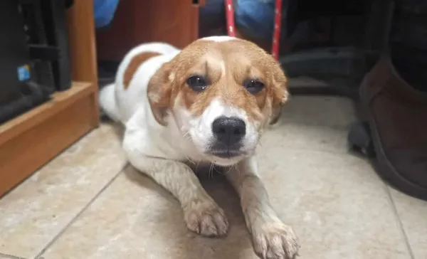 Znaleziono psa, Toruń, 21 lutego 2024