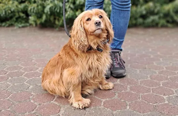 Znaleziono psa, Toruń, 20 lutego 2024