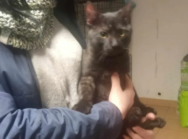 Znaleziono kota, Toruń, 19 lutego 2024