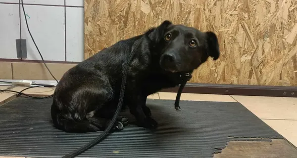 Znaleziono psa, Toruń, 19 lutego 2024