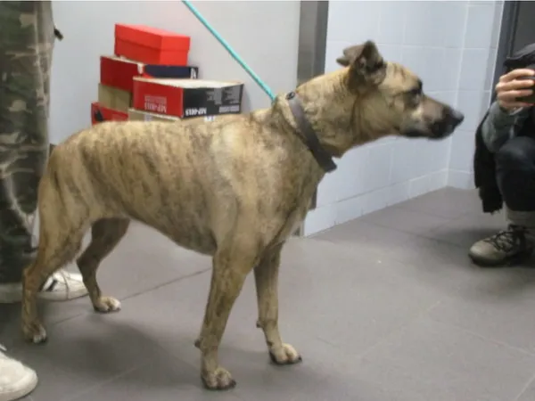 Znaleziono psa, Bydgoszcz, 21 lutego 2024