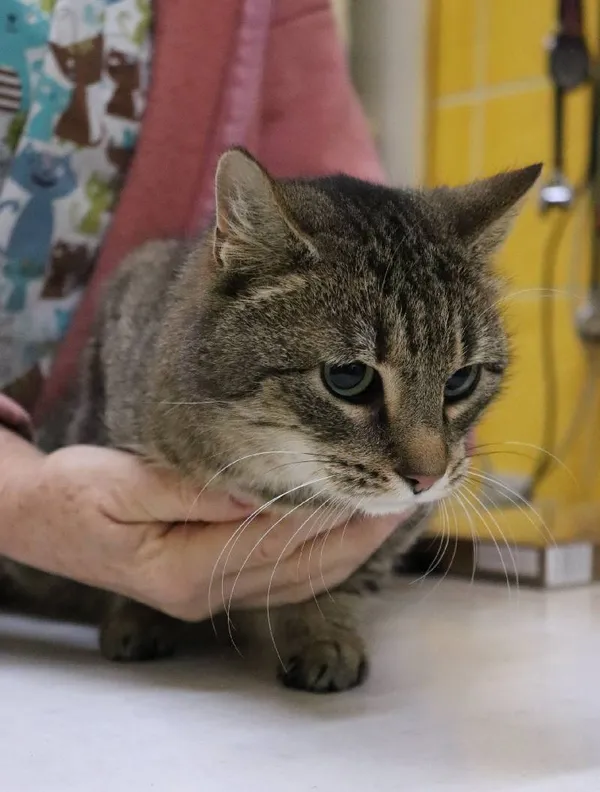 Znaleziono kota, Łódź, 21 lutego 2024 (1/2)