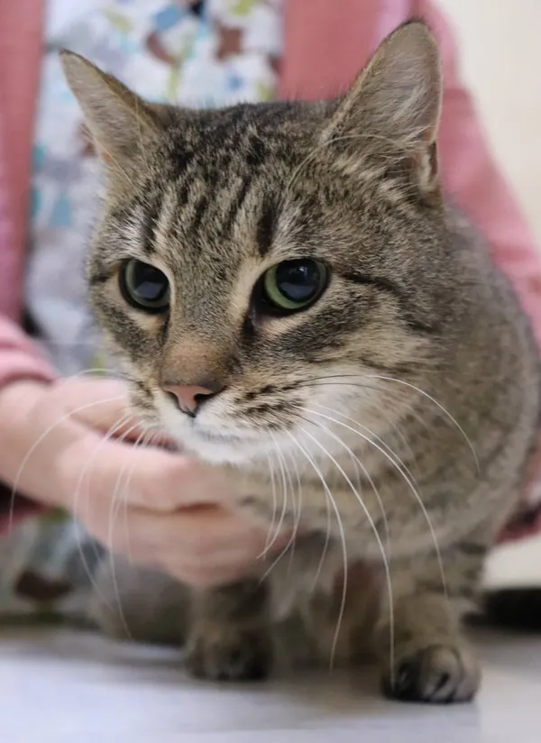 Znaleziono kota, Łódź, 21 lutego 2024 (2/2)