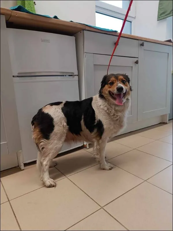 Znaleziono psa, Grudziądz, 22 lutego 2024