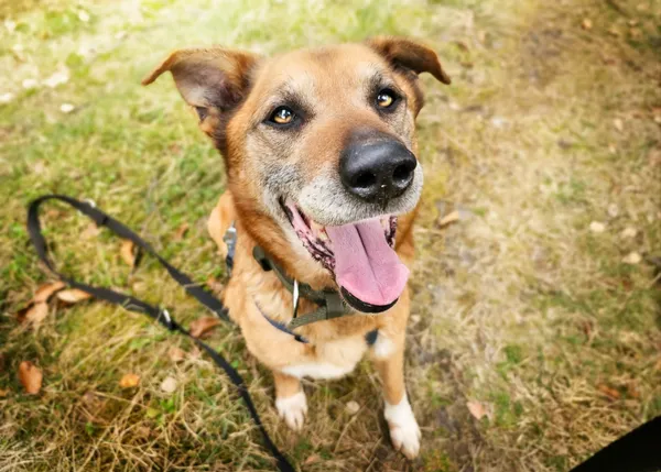 Pies do adopcji, Sosnowice, 12 lutego 2024 (2/5)