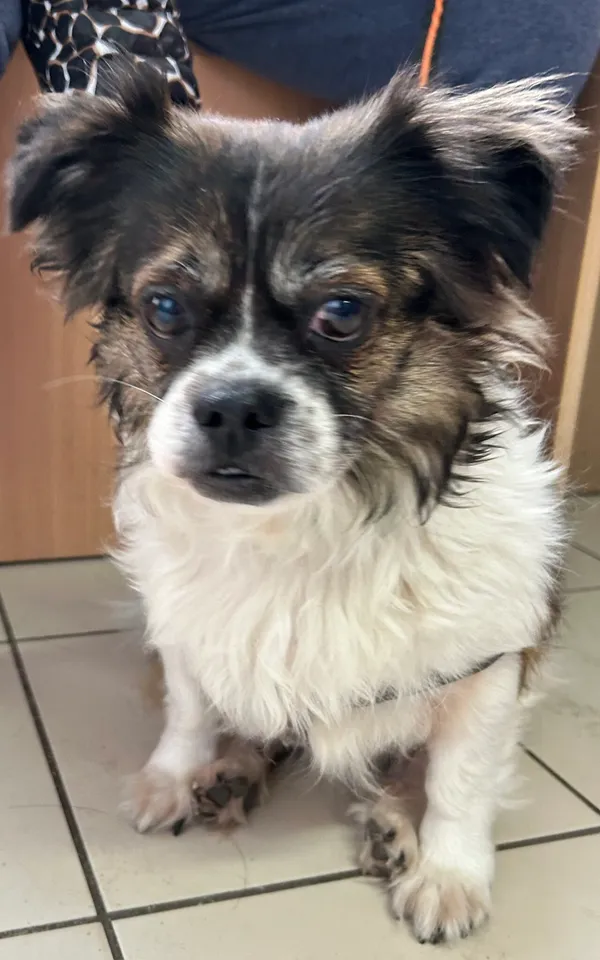 Znaleziono psa, Gdańsk, 22 lutego 2024