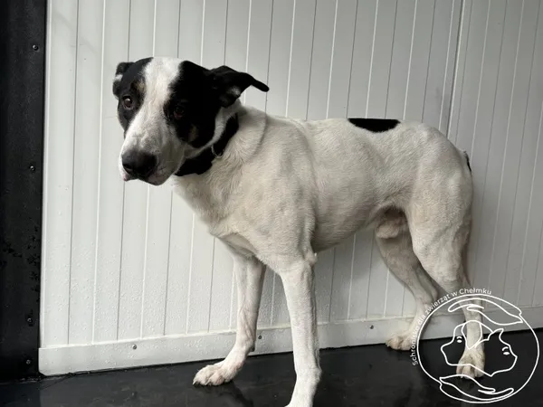 Znaleziono psa, Chełmek, 22 lutego 2024