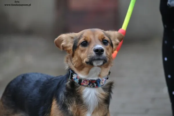 Pies do adopcji, Nowy Dwór Mazowiecki, 22 lutego 2024 (2/5)