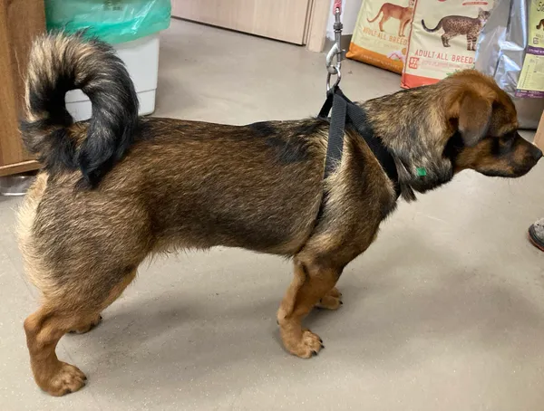 Znaleziono psa, Olsztyn, 23 lutego 2024 (2/2)