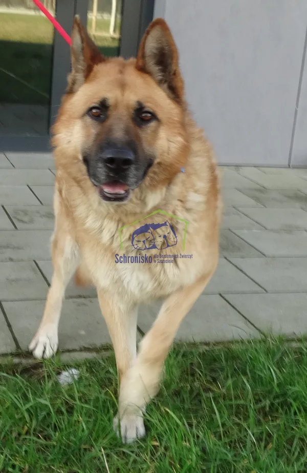 Znaleziono psa, Szczecin, 22 lutego 2024 (1/2)