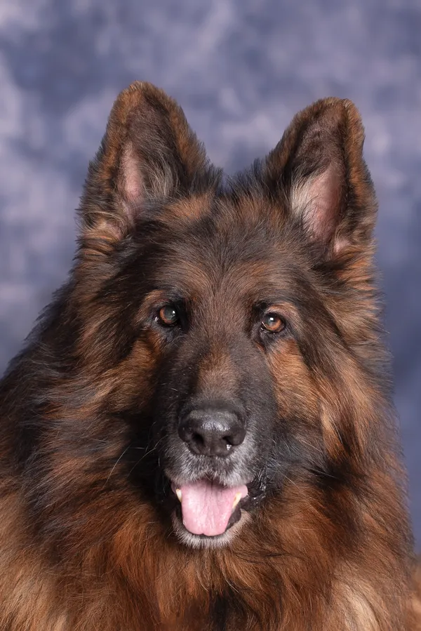 Pies do adopcji, Gdańsk, 4 marca 2024