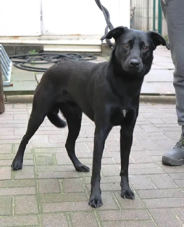 Znaleziono psa, Łódź, 24 lutego 2024 (4/4)