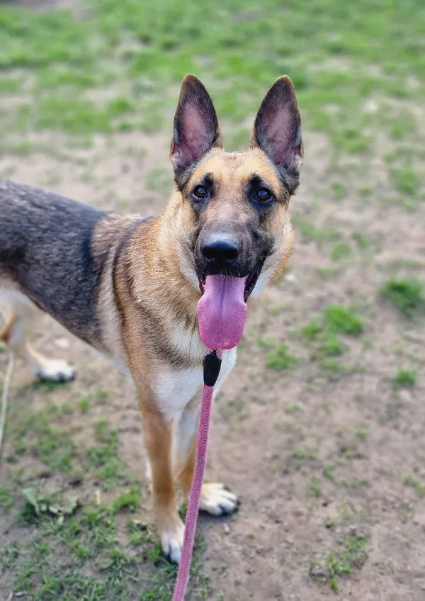 Znaleziono psa, Łódź, 22 lutego 2024 (4/5)