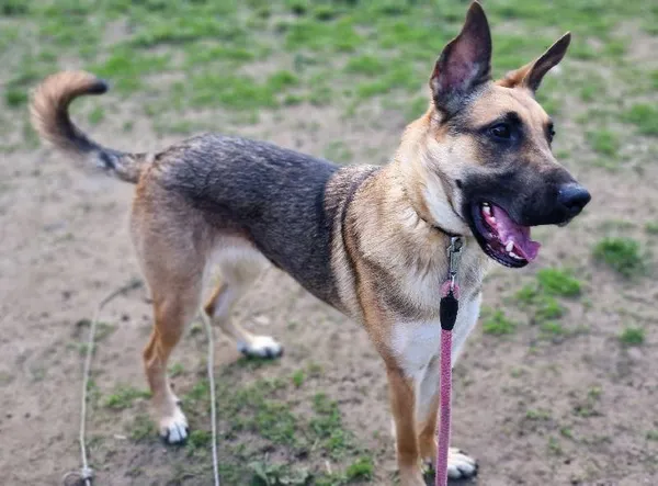 Znaleziono psa, Łódź, 22 lutego 2024 (5/5)