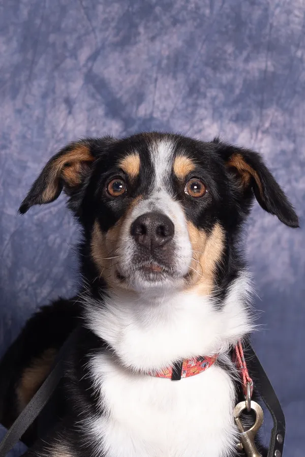 Znaleziono psa, Gdańsk, 4 marca 2024