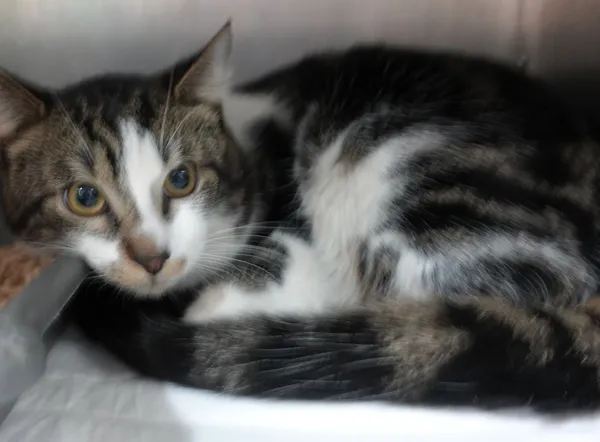 Znaleziono kota, Gdańsk, 23 lutego 2024