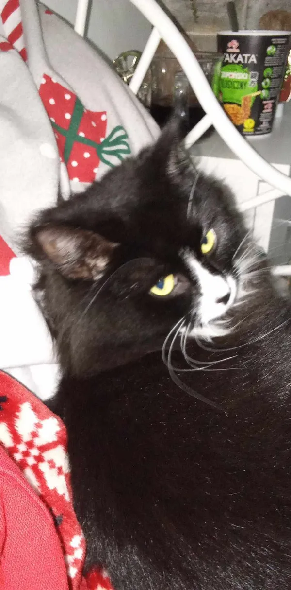 Zaginął kot, Bydgoszcz, Bartodzieje, 23 lutego 2024 (2/2)