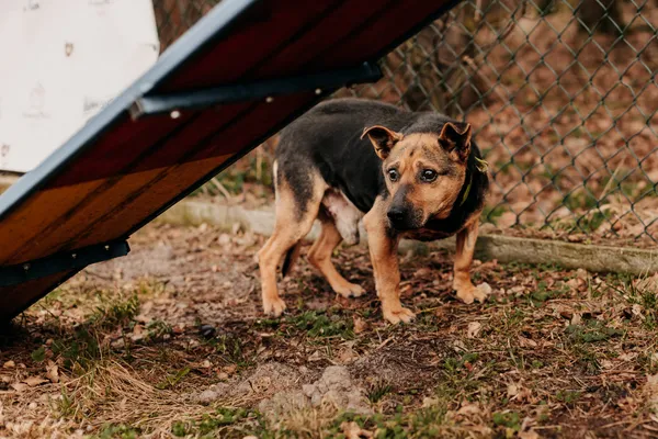 Pies do adopcji, Czartki, 23 lutego 2024 (1/4)