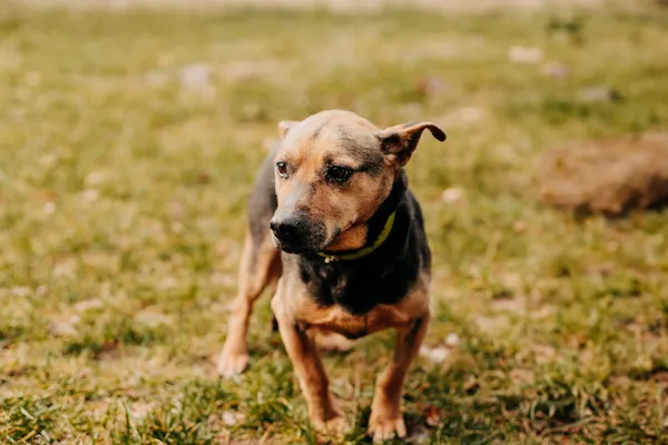 Pies do adopcji, Czartki, 23 lutego 2024 (2/4)