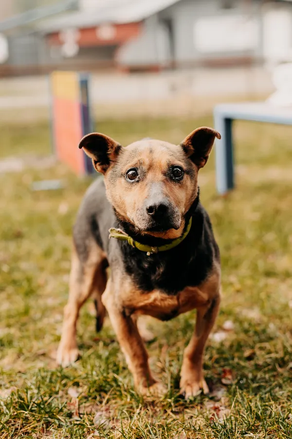 Pies do adopcji, Czartki, 23 lutego 2024 (3/4)