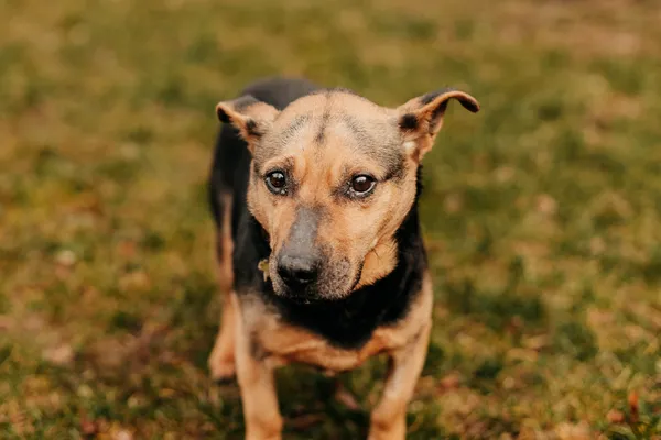 Pies do adopcji, Czartki, 23 lutego 2024 (4/4)